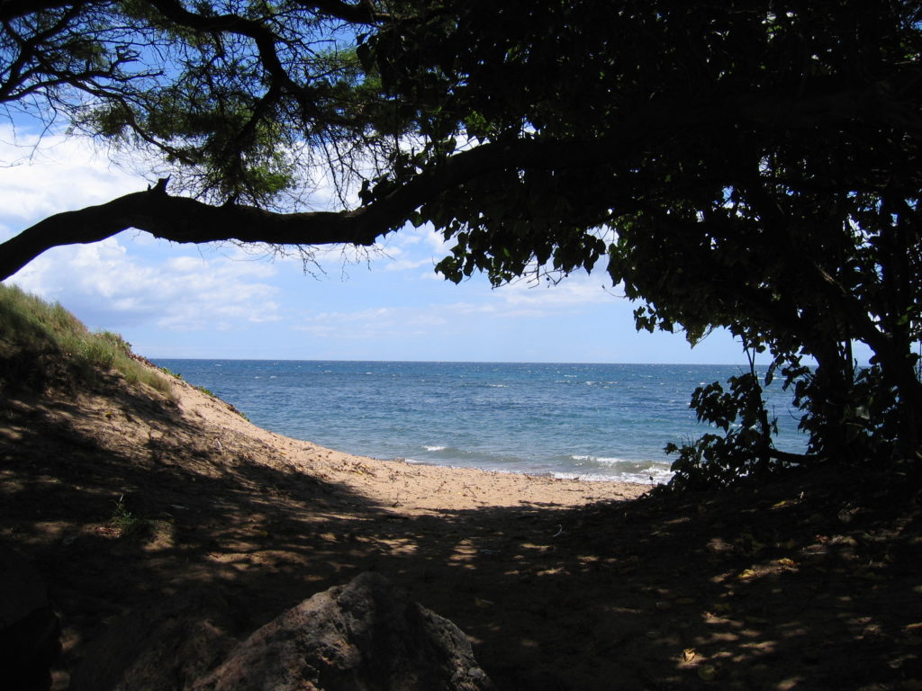 The ocean in Maui Hawaii as view through some trees - Peaceful and Serene Vacation